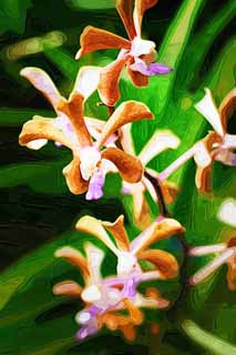 illust, materiale, libero panorama, ritratto dipinto, matita di colore disegna a pastello, disegnando,Un'orchidea marrone, Un'orchidea, , petalo, Io sono sfarzoso