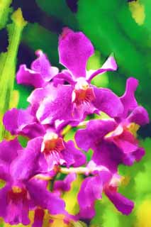 illust, materiell, befreit, Landschaft, Bild, Gemlde, Farbbleistift, Wachsmalstift, Zeichnung,,Die Orchidee vom purpurhnlichen roten, Eine Orchidee, , Bltenblatt, Ich bin prchtig