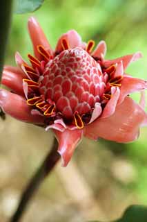 photo,material,free,landscape,picture,stock photo,Creative Commons,Blowtorch ginger, Ginger, torch, Red, It is easy