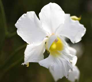 Foto, materieel, vrij, landschap, schilderstuk, bevoorraden foto,Een witte orchidee, Een orchidee, , Kroonblad, Ik ben prachtig