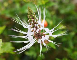 foto,tela,gratis,paisaje,fotografa,idea,Una flor blanca, Blanco, Estambre, Ptalo, Soy precioso