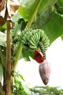 photo, la matire, libre, amnage, dcrivez, photo de la rserve,Une banane, La fleur de la banane, Fruit, pays du sud, Nourriture