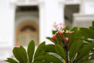 Foto, materieel, vrij, landschap, schilderstuk, bevoorraden foto,Een rose frangipani, Islam, Tempel, Godsdienst, Ik ben knap