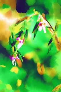 illust, materiale, libero panorama, ritratto dipinto, matita di colore disegna a pastello, disegnando,Un fiorellino colore rosa, Garofano, fiorellino, pianta tropicale, paese meridionale