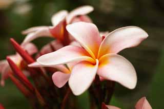 Foto, materiell, befreit, Landschaft, Bild, hat Foto auf Lager,Ein rosa frangipani, Rosa, frangipani, Ein indischer Jasmin, Oleanderabteilung