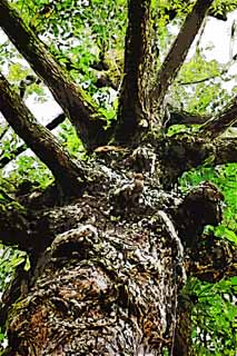 illust, materiale, libero panorama, ritratto dipinto, matita di colore disegna a pastello, disegnando,Un albero tropicale, L'abbaio, grande albero, albero, La giungla