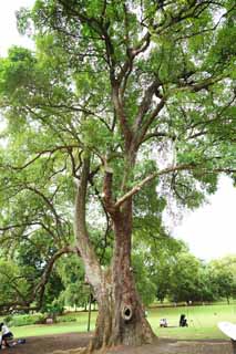 Foto, materiell, befreit, Landschaft, Bild, hat Foto auf Lager,Ein tropischer Baum, Die Rinde, groer Baum, Baum, Der Dschungel