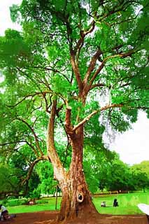 illust, materiale, libero panorama, ritratto dipinto, matita di colore disegna a pastello, disegnando,Un albero tropicale, L'abbaio, grande albero, albero, La giungla