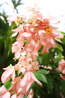 Foto, materiell, befreit, Landschaft, Bild, hat Foto auf Lager,Ein bougainvillaea, bougainvillaea, Die tropische Zone, Tropisch, Ich bin prchtig