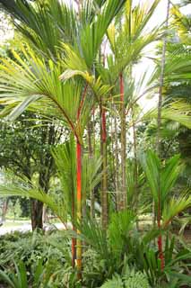 photo, la matire, libre, amnage, dcrivez, photo de la rserve,Une paume de l'orang-outan, palmier, plante d'intrieur, plante tropique, Je suis rouge du cinabre