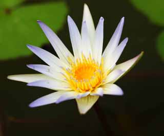 photo,material,free,landscape,picture,stock photo,Creative Commons,A water lily, water lily, petal, I am luxurious, I am beautiful