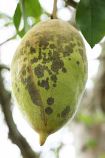 fotografia, materiale, libero il panorama, dipinga, fotografia di scorta,Frutta tropicale, Un'irregolarit, Green, capelli lanuginosi, Frutta