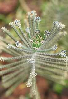 photo, la matire, libre, amnage, dcrivez, photo de la rserve,Une plante charnelle, feuille mystrieuse, plante charnelle, volution, Je suis trange