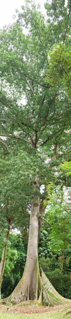 fotografia, materiale, libero il panorama, dipinga, fotografia di scorta,L'albero della giungla, abbordi radice, albero enorme, albero, Foresta tropicale