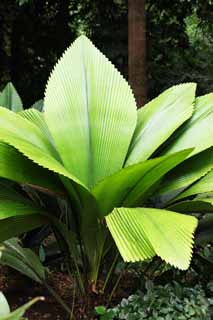 photo,material,free,landscape,picture,stock photo,Creative Commons,A tropical huge leaf, leaf, Green, tropical plant, Tropical forest
