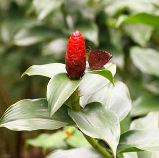 fotografia, materiale, libero il panorama, dipinga, fotografia di scorta,Un fiore dello zenzero, fiore dello zenzero, farfalla, pianta tropicale, Rosso