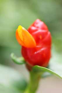 fotografia, materiale, libero il panorama, dipinga, fotografia di scorta,Un fiore dello zenzero, fiore dello zenzero, Ginger, pianta tropicale, Giallo