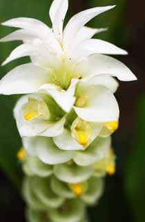 photo,material,free,landscape,picture,stock photo,Creative Commons,A flower of the ginger, flower of the ginger, Ginger, tropical plant, Yellow