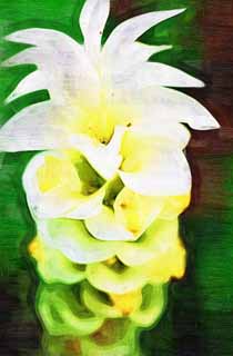 illust, matire, libre, paysage, image, le tableau, crayon de la couleur, colorie, en tirant,Une fleur du gingembre, fleur du gingembre, Ginger, plante tropique, Jaune