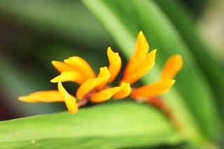 Foto, materiell, befreit, Landschaft, Bild, hat Foto auf Lager,Eine Blume des Ingwers, Blume des Ingwers, Ginger, tropische Pflanze, Gelb