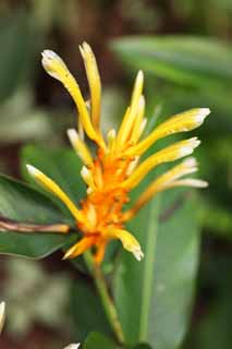 Foto, materiell, befreit, Landschaft, Bild, hat Foto auf Lager,Eine Blume des Ingwers, Blume des Ingwers, Ginger, tropische Pflanze, Gelb