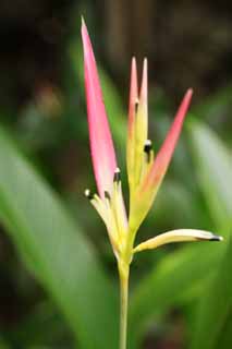 fotografia, material, livra, ajardine, imagine, proveja fotografia,Uma flor do gengibre, flor do gengibre, Ginger, planta tropical, Rosa