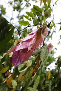 photo,material,free,landscape,picture,stock photo,Creative Commons,A pink leaf, leaf, Pink, tropical plant, Tropical forest