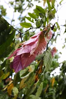 Foto, materiell, befreit, Landschaft, Bild, hat Foto auf Lager,Ein rosa Blatt, Blatt, Rosa, tropische Pflanze, Tropischer Wald