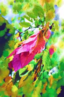 illust, materiale, libero panorama, ritratto dipinto, matita di colore disegna a pastello, disegnando,Una foglia colore rosa, foglia, Garofano, pianta tropicale, Foresta tropicale