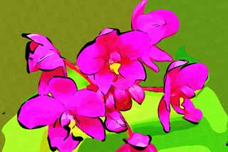 illust, material, livram, paisagem, quadro, pintura, lpis de cor, creiom, puxando,Uma orqudea roxa, Uma orqudea, , , Eu sou luxuoso