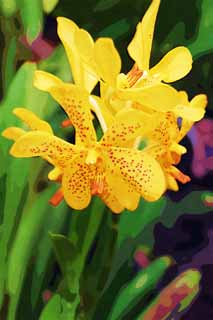 illust, materiale, libero panorama, ritratto dipinto, matita di colore disegna a pastello, disegnando,Un'orchidea gialla, Un'orchidea, , , Io sono lussuoso