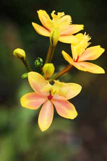 foto,tela,gratis,paisaje,fotografa,idea,Una orqudea amarilla, Una orqudea, , , Soy lujoso