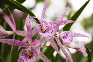 foto,tela,gratis,paisaje,fotografa,idea,Una orqudea rosa, Una orqudea, , , Soy lujoso