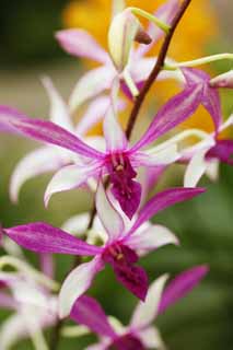 fotografia, materiale, libero il panorama, dipinga, fotografia di scorta,Un'orchidea colore rosa, Un'orchidea, , , Io sono lussuoso