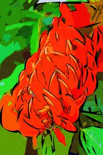 illust,tela,gratis,paisaje,fotografa,idea,pintura,Lpiz de color,dibujo,Una flor roja, Rojo, Ptalo, Clavo, Planta tropical