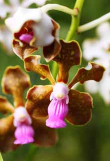 foto,tela,gratis,paisaje,fotografa,idea,Una orqudea marrn, Una orqudea, , , Soy lujoso