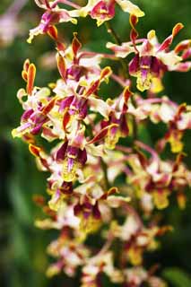 photo, la matire, libre, amnage, dcrivez, photo de la rserve,Une orchide jaune, Une orchide, , , Je suis luxueux