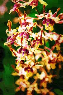 illust, matire, libre, paysage, image, le tableau, crayon de la couleur, colorie, en tirant,Une orchide jaune, Une orchide, , , Je suis luxueux