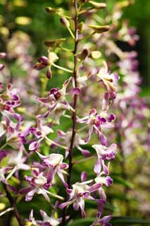 Foto, materiell, befreit, Landschaft, Bild, hat Foto auf Lager,Eine purpurrote Orchidee, Eine Orchidee, , , Ich bin luxuris