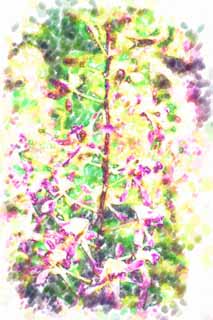 illustration,material,free,landscape,picture,painting,color pencil,crayon,drawing,A purple orchid, An orchid, , , I am luxurious