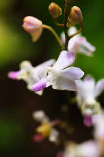 fotografia, material, livra, ajardine, imagine, proveja fotografia,Uma orqudea rosa, Uma orqudea, , , Eu sou luxuoso