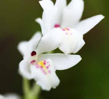 foto,tela,gratis,paisaje,fotografa,idea,Una orqudea rosa, Una orqudea, , , Soy lujoso