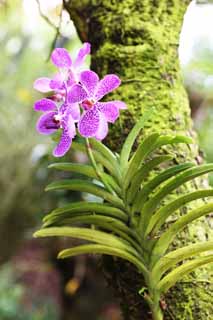 fotografia, materiale, libero il panorama, dipinga, fotografia di scorta,Un'orchidea colore rosa, Un'orchidea, , , Io sono lussuoso