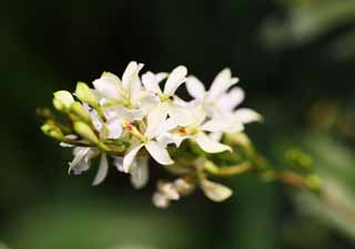 Foto, materieel, vrij, landschap, schilderstuk, bevoorraden foto,Een witte orchidee, Een orchidee, , , Ik ben luxueus