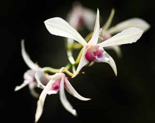 Foto, materieel, vrij, landschap, schilderstuk, bevoorraden foto,Een rose orchidee, Een orchidee, , , Ik ben luxueus