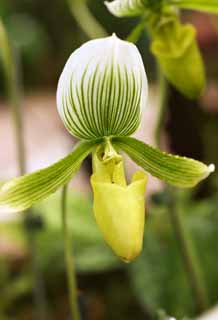 fotografia, materiale, libero il panorama, dipinga, fotografia di scorta,Paphiopedilum, Un'orchidea, , , Io sono lussuoso