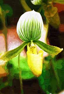 illust, matire, libre, paysage, image, le tableau, crayon de la couleur, colorie, en tirant,Paphiopedilum, Une orchide, , , Je suis luxueux