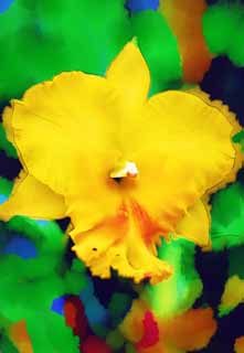 illust, matire, libre, paysage, image, le tableau, crayon de la couleur, colorie, en tirant,Un cattleya jaune, Une orchide, , , Je suis luxueux