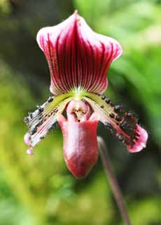 Foto, materiell, befreit, Landschaft, Bild, hat Foto auf Lager,Paphiopedilum, Eine Orchidee, , , Ich bin luxuris