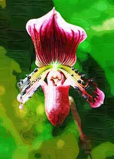 illust, materiale, libero panorama, ritratto dipinto, matita di colore disegna a pastello, disegnando,Paphiopedilum, Un'orchidea, , , Io sono lussuoso